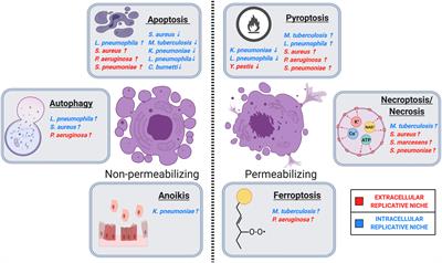 Competitive Cell Death Interactions in Pulmonary Infection: Host Modulation Versus Pathogen Manipulation